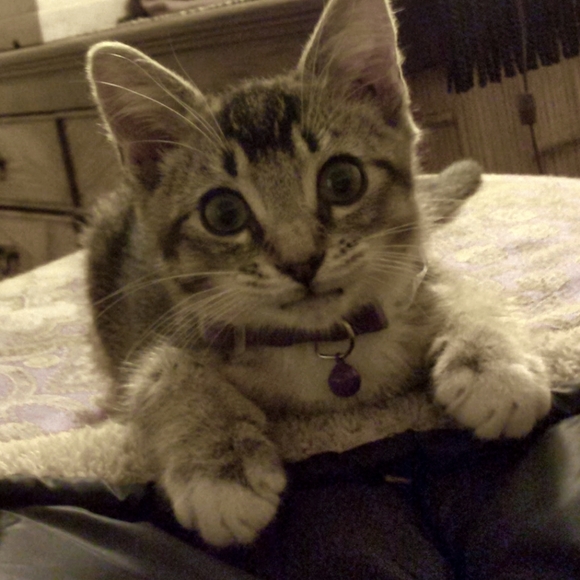 Meet your Posher, Marisa - Picture 3 of 3